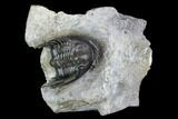 Rare, Xiphogonium Trilobite - Phenomenal Prep Work #108459-2